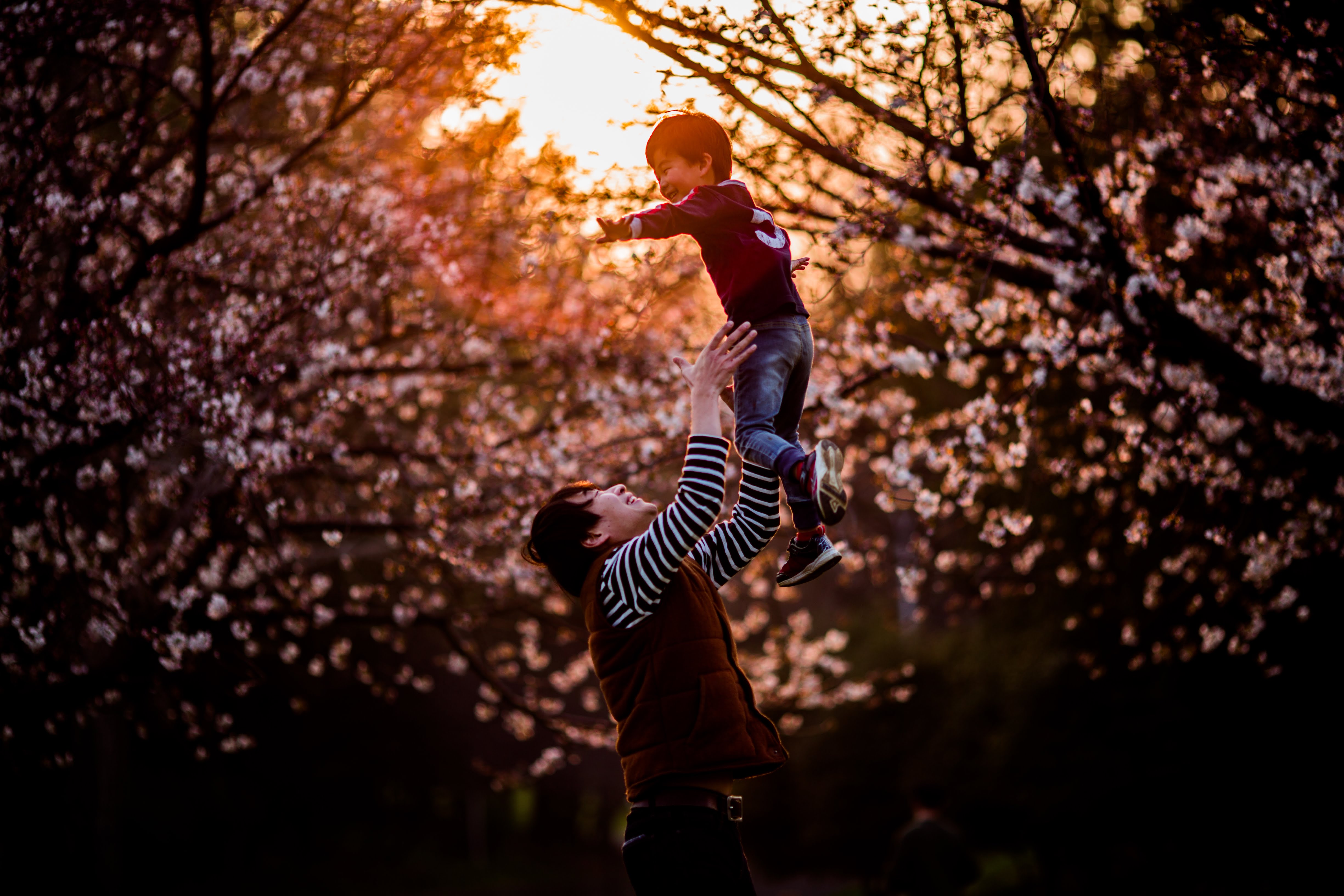 桜の逆光で子を抱き上げる