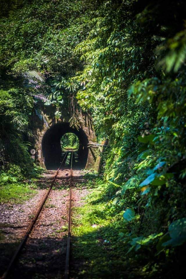 緑のトンネル（線路）